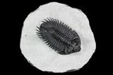 Coltraneia Trilobite Fossil - Huge Faceted Eyes #108218-2